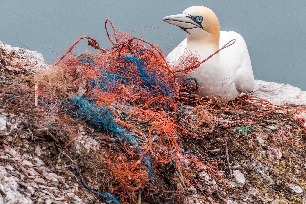 Bird sitting around net wastage consumerism effect
