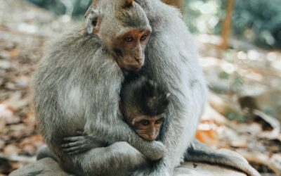 Exporting Endangered Toque Macaque Monkeys to China