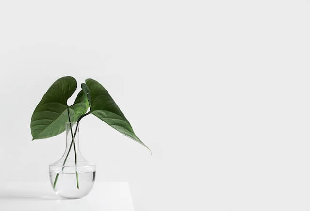 Green Plant on Vase reflecting minimalist lifestyle