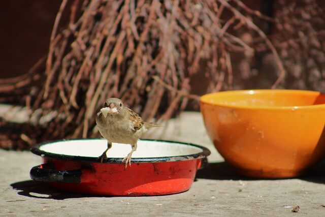 Sparrow in backyard