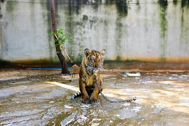 Tiger tied to the chain